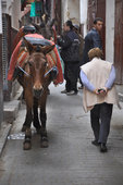 Fez, Medina [134584]